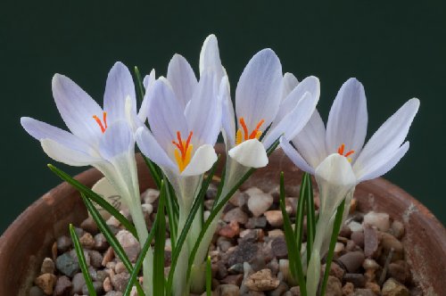 Crocus adanensis
